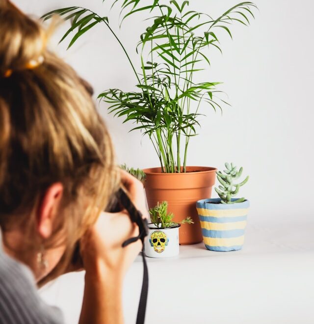 plantes d'intérieur