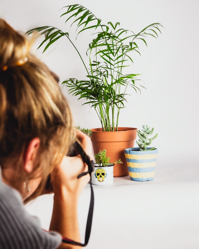 plantes d'intérieur