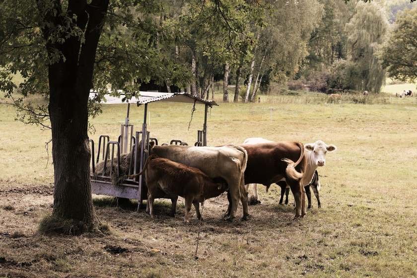 Vaches devant un chariot couvert dans un champ herbeux Vaches devant un chariot couvert dans un champ herbeux