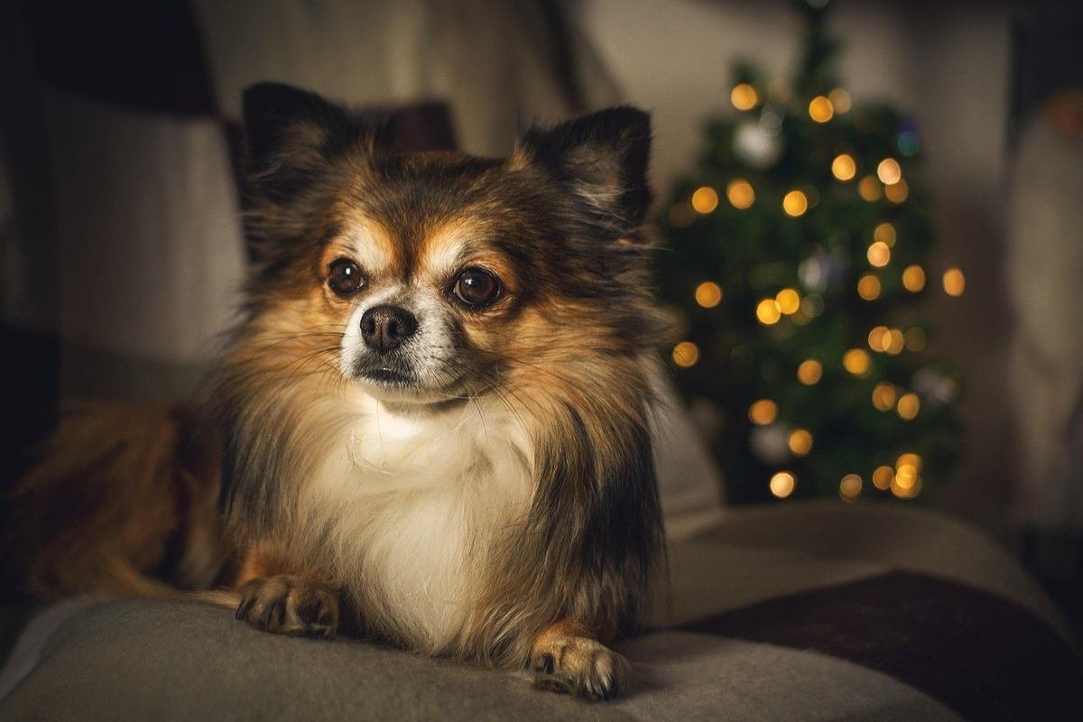 Chihuahua sur canapé devant sapin de Noël lumineux